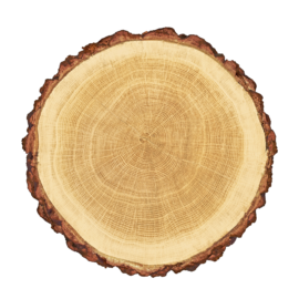 Das Bild zeigt einen Querschnitt eines Baumstamms mit deutlich sichtbaren Jahresringen. Der äußere Rand ist von rauer, brauner Rinde umgeben, während die inneren Ringe in hellbraunen bis dunkleren Tönen konzentrisch zur Mitte verlaufen. Die Struktur veranschaulicht das Alter und Wachstum des Baumes.