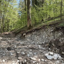 Das Bild zeigt einen bewaldeten Bereich mit einem unbefestigten Weg, der durch Erosion oder Eingriffe gestört wurde. Der Weg ist mit Steinen und Geröll bedeckt, rechts befindet sich ein steiler Abhang mit freigelegtem Erdreich. Sonnenlicht fällt durch das Blätterdach und erzeugt Licht- und Schattenmuster auf dem Boden.