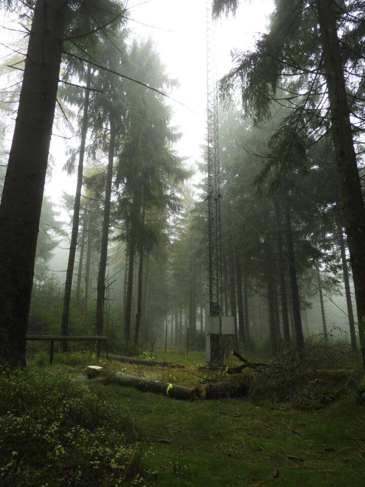 Das Bild zeigt einen nebligen Wald mit hohen Bäumen und einer Metallkonstruktion in der Bildmitte, von der Kabel ausgehen. Auf dem Waldboden liegen Äste und Baumstämme verstreut. Die Szene wirkt ruhig und naturbelassen.