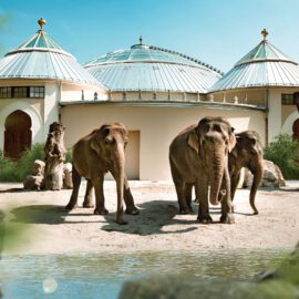 Das Bild zeigt drei Elefanten vor einem Gebäude mit mehreren kuppelförmigen Dächern und metallischen Verzierungen. Umgeben ist die Szene von Baumstümpfen, Grünflächen und einem Gewässer im Vordergrund, das Teile des Motivs spiegelt.